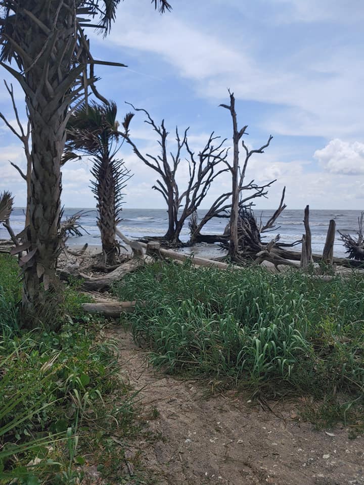 Driftwood Beach (Edisto Island, SC)