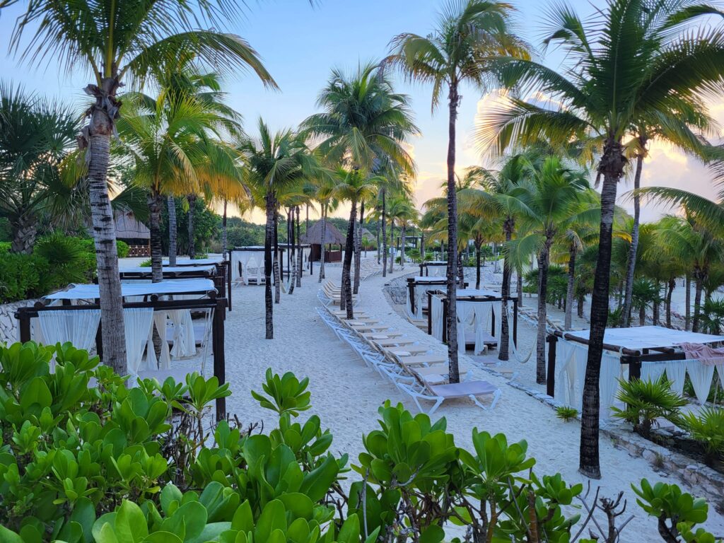 picture of palm trees and lounge chairs on a beach