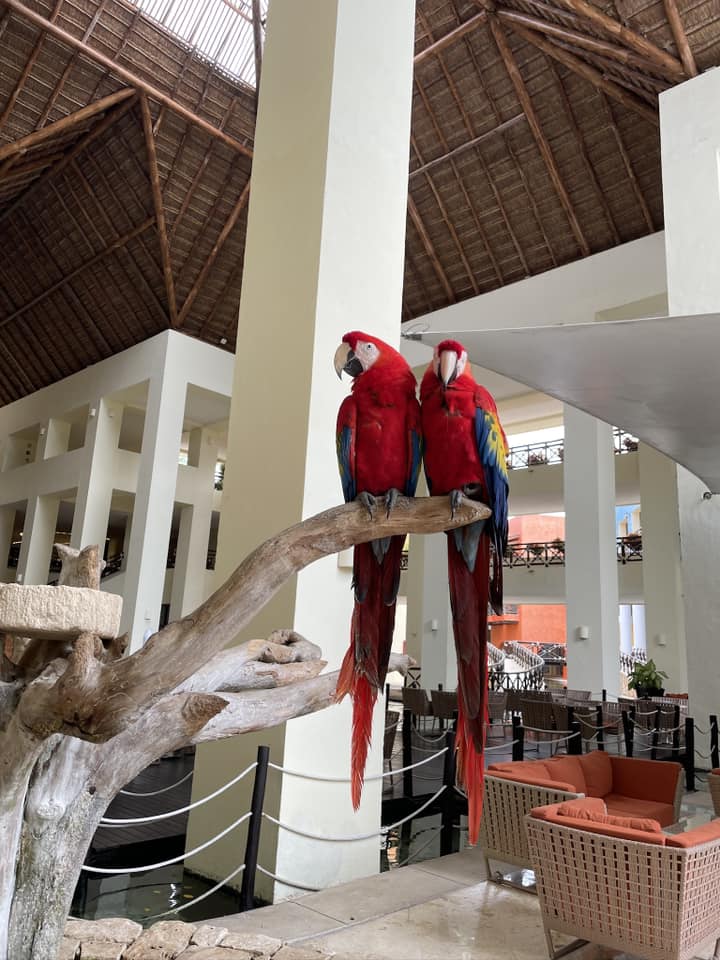 picture of two Scarlet macaws