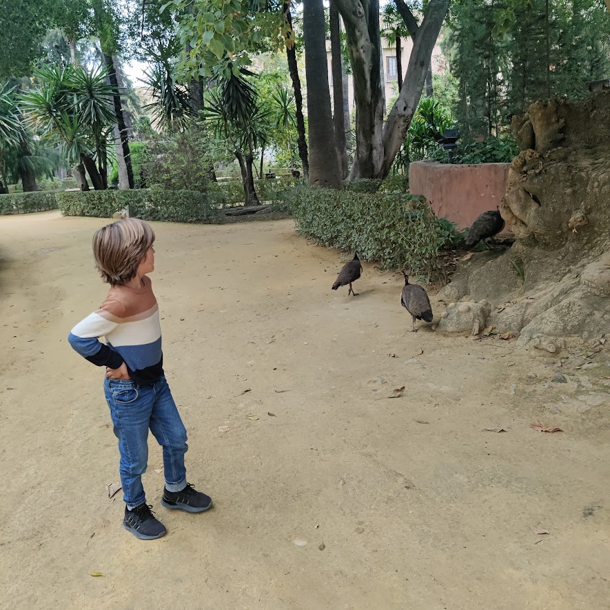 picture of a child looking at peacocks