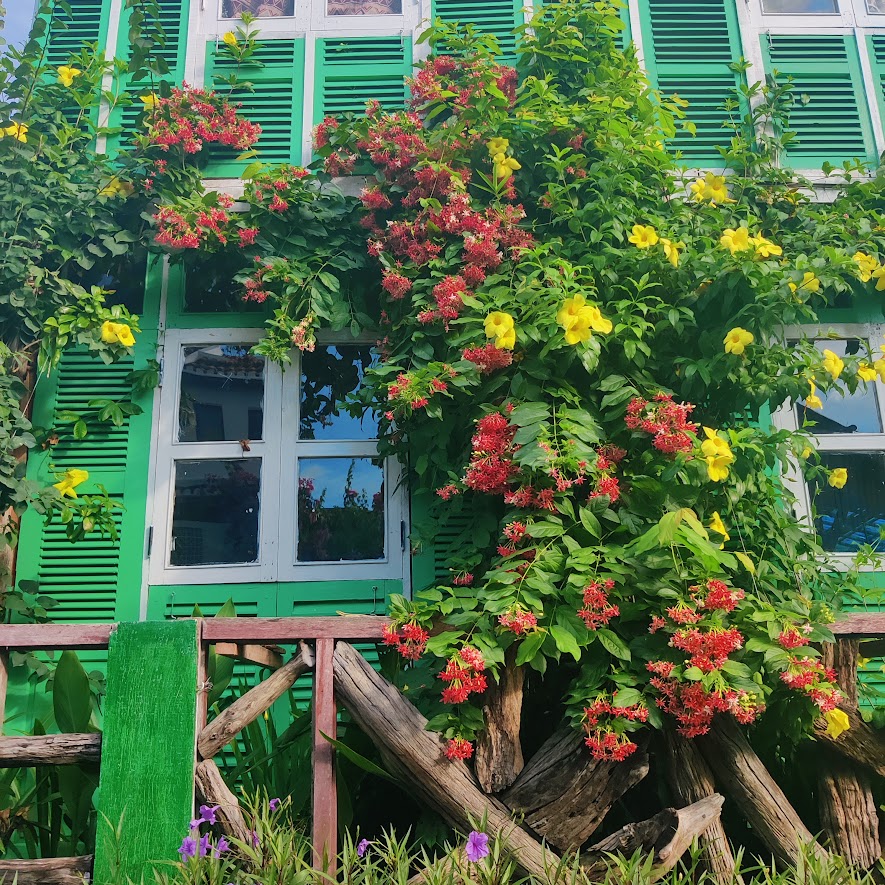picture of a green building with a window surrounded by creeping tropical flowers
