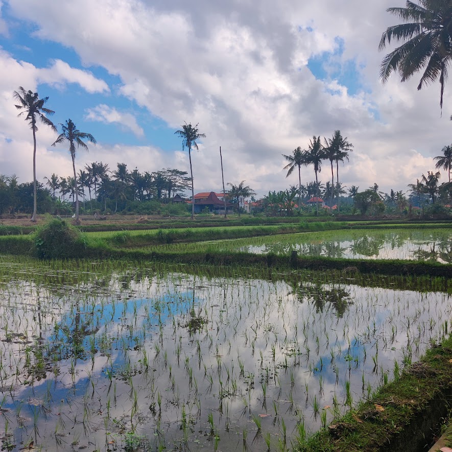 picture of rice field and palm trees